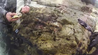 Spearfishing the Monterey Area - Rockfish, Monkeyface Eels, Cabezon, and Perch.