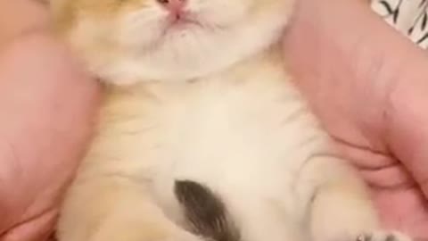 Super Cute Cat Mewoing