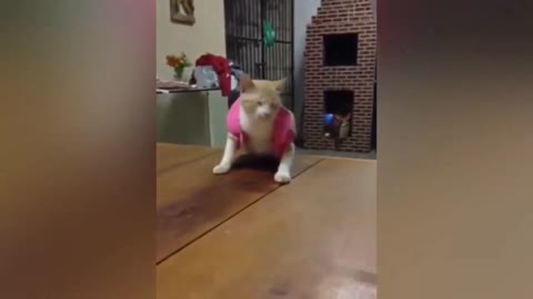 cute kitten videos short leg cat-KimsKennelUS