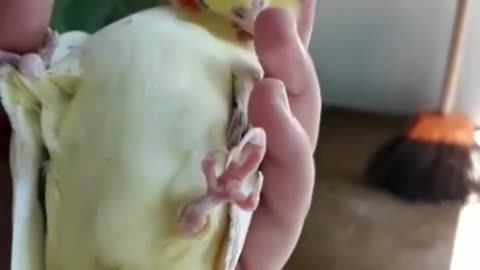 The cockatiel bird carried by its two companions in a wonderful way, while the birds sing around it