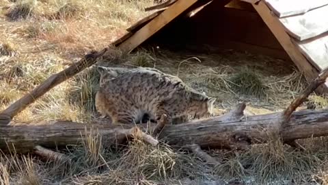 Bobcats Stay Clean Too