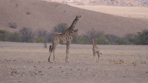 Mother and baby giraffe standing together on a dry savanna of Orupembe in Namibia