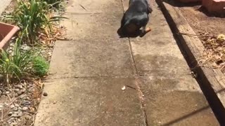 Dog playing with hose falls on it's back