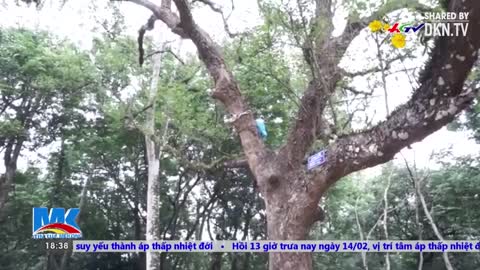 Thanh Hóa: Cây ổi kỳ lạ cứ gãi là cười