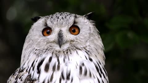 Look at the beauty of God’s creation in the beauty of this beautiful owl