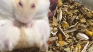 Hamster giving birth, AMAZING!