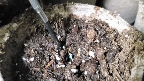 Starting Seeds - Germinating Seeds Indoors