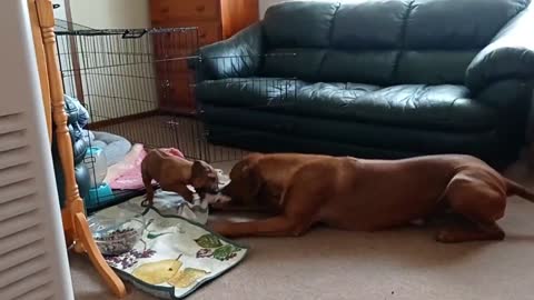 Smart dog intensely plays with owner, gently plays with puppy
