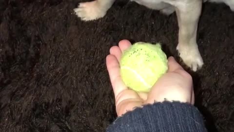 Can this Pug resist the ball?