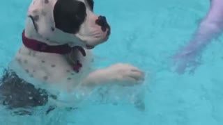 Perro se relaja en la piscina como un humano