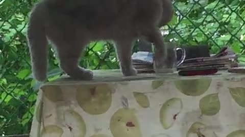 my cat likes coffe