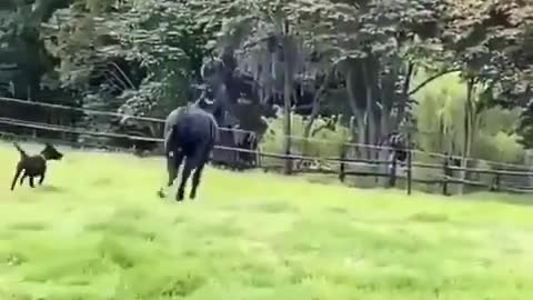 Black Horse Playing With Dog