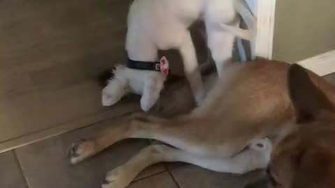 Puppy playing with German Shepard’s tail