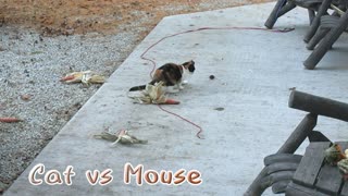 Cat & Mouse (Poor Mouse)