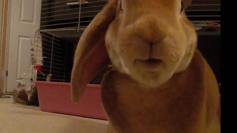 Rude Bunny Does a Massive Burp