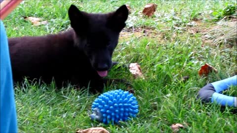 Police Puppy for present