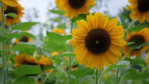 Beautiful Sunflower In The Wind