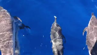 Dolphins swimming in front of boat in Hawaii