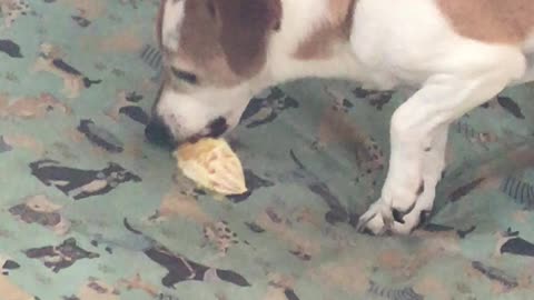 Briar The Dog: Tries to Eat an Orange