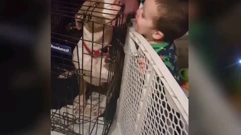 Cute baby with pitbull