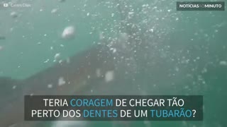 A mordida de um tubarão-branco como você nunca viu