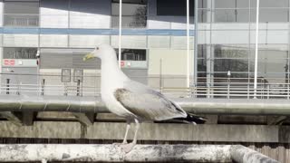 Seagull by the river
