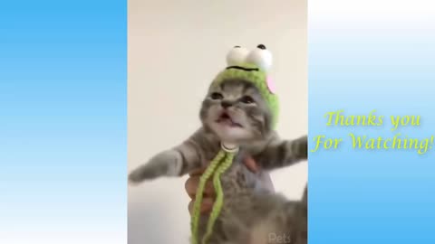 Top Funny Cat Videos of The Week - TRY NOT TO LAUGH 😂🤣