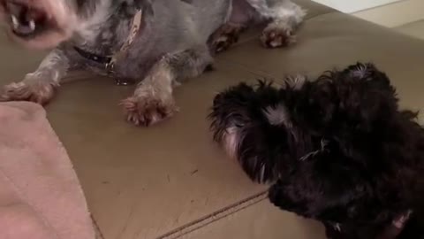 Mini Schnauzer begging for food to her sister