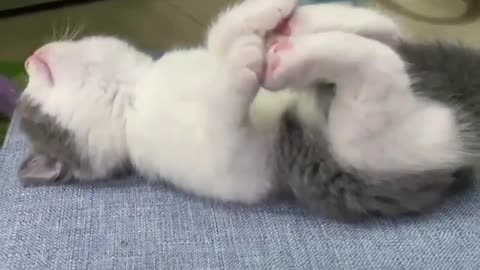 Very funny cats doing yoga!