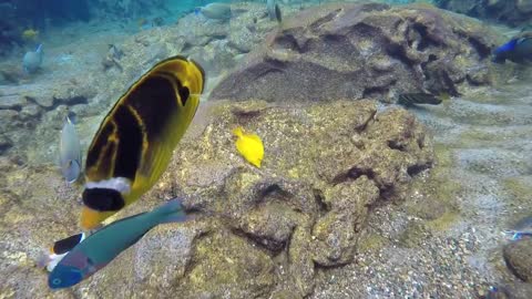 Amazing Snorkeling adventure in the Aulani Disney Resort in Hawaii