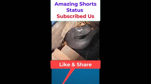 Black Cobra Found in Box 12 by Amazing Shorts Status #shorts #trending #Trend #viral