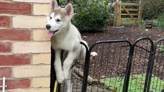 Malamute Puppy Climbs Gate