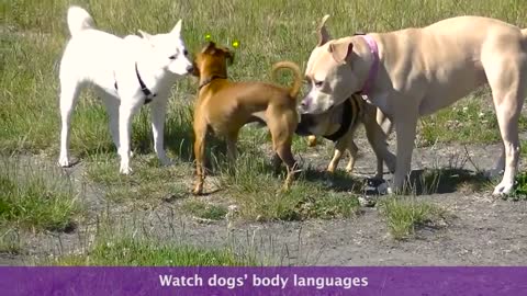 What does a good dog meeting look like?