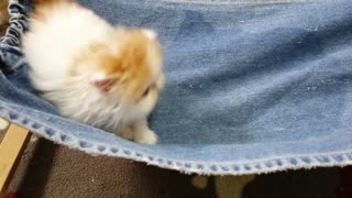 Adorable Persian Kitten Playing Together !