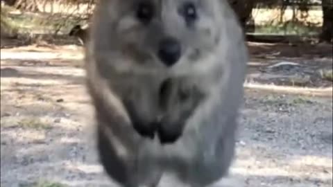 Quokka | The Happiest Animals In The World