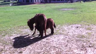 Miniature Donkey