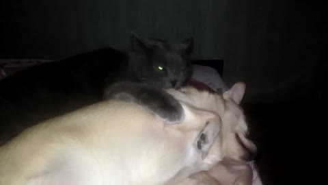 The cat is not afraid of the dog, and subordinated her to caress