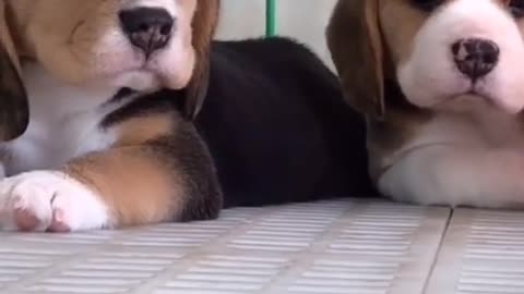 Dogs love you too baby family funny video
