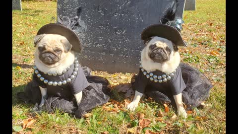 Little Puggie Witches