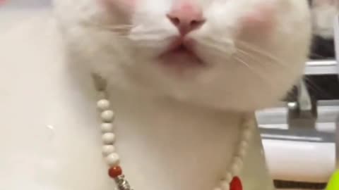 Fanny cat videos | kitty cat video | Cute cat videos | Pet Animal videos