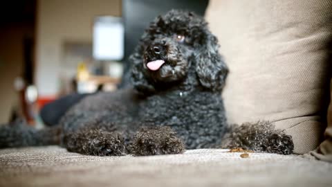 Black fluffy dogs