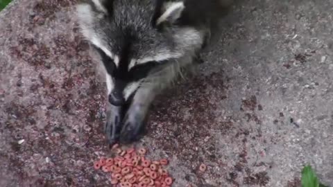 Very nice great way raccoon eat candy