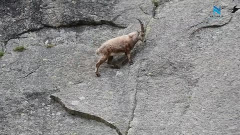 Mountain Climbing Goats | ibex cliff climing | Nature is Everything