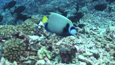 Beautiful Emperor Fish under the Sea, very colourful