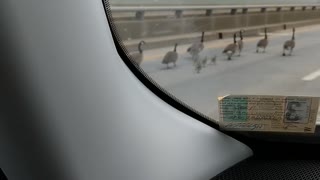 Geese family escorted across 5 mile bridge by monster truck