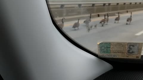 Geese family escorted across 5 mile bridge by monster truck