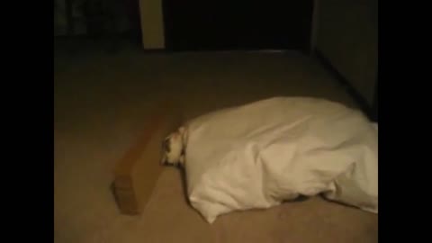 The Cutest Cat Gets Trapped by a Falling Pillow!