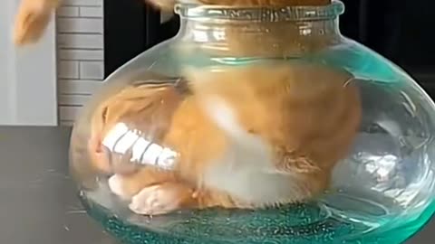 Funny cat video 🤣 cute cat video