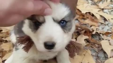 Husky cute pup
