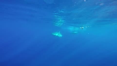 Surprisingly Friendly Shark Enjoys Swimming With Sea Lions